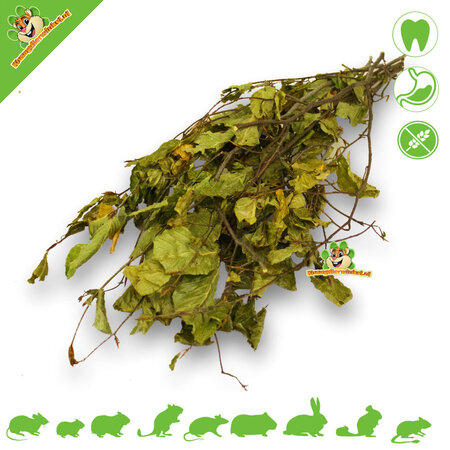 JR Farm Haselnussernte