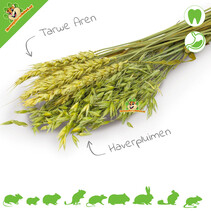Cosecha de espigas de trigo verde