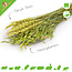 JR Farm Nibble Harvest Green Wheat Ears Mix 25 grams