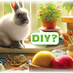 Knaagdierwinkel® Houten Deuvels voor DIY Hamsterscaping 50 stuks