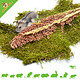 Récolte d'herbe séchée du Soudan pour les rongeurs et l'aménagement des hamsters !