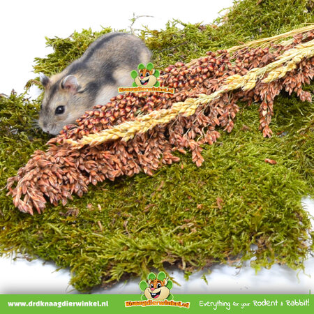 Dried Sudan Grass Harvest for Rodents & Hamsterscaping!