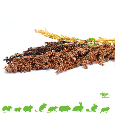 ¡Cosecha de pasto seco de Sudán para roedores y hámsters!