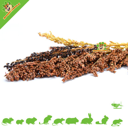 Gedroogde Sudangras Oogst voor Knaagdieren & Hamsterscaping!