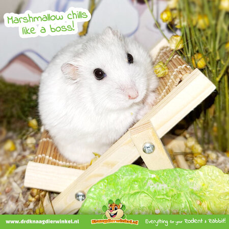 Knaagdierwinkel® Składane krzesło z drewna Hamsterscaping Deco 9,5 cm