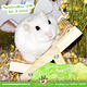 Knaagdierwinkel® Chaise pliante en bois décorative pour aménagement paysager Hamsterscaping, 9,5 cm