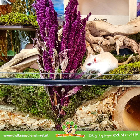 Knaagdier Kruidenier Amaranth Harvest Red for Rodents & Birds