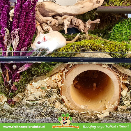 Boomstam Tunnel Lampegan  voor Knaagdieren!