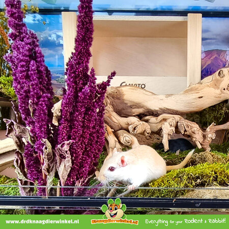 Elmato Sandbox Blank for Rodents!