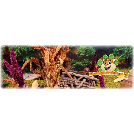 Knaagdier Kruidenier Amaranth Harvest Orange