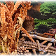 Knaagdier Kruidenier Amaranth-Ernte-Orange