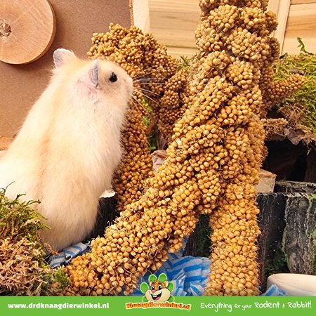 JR Farm Spray Millet Jaune pour Rongeurs & Oiseaux