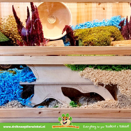 Rodipet Hamsterscaping Goldi Watchbox dla gryzoni!