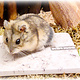 Grey Ceramic Cooling Stone for Rodents & Rabbits