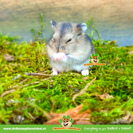 Knaagdierwinkel® Gedroogd Mos 400 gram voor Hamsterscaping & Gerbilscaping