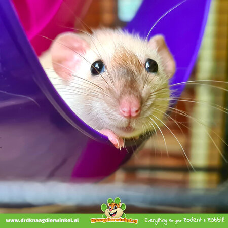 Savic Sputnik XL Purple/Pink 29 cm for Rodents!