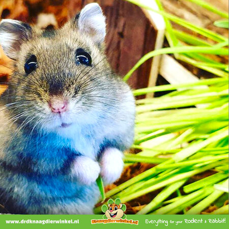 Trixie Cat grass 100 grams