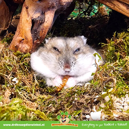 Knaagdierwinkel® Getrocknete Mehlwürmer