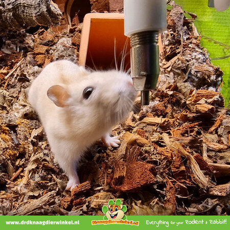 Ferplast Sippy drinking bottle for rodents & rabbits!