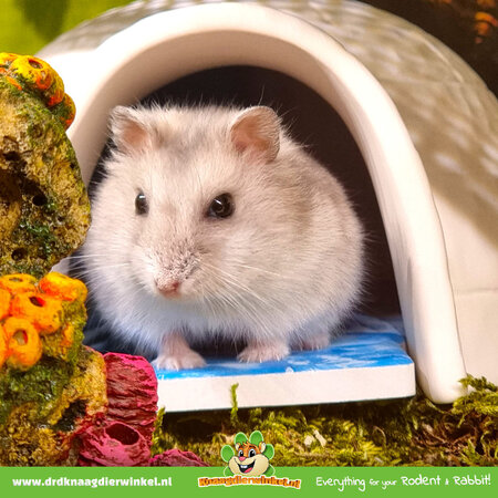 Trixie Igloo with cooling stone 15 cm