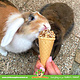 Lolo Pets Lody Cornet Rodent dla gryzoni i królików!