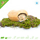 Trixie Maison en céramique en forme de cacahuète de 17 cm pour souris et hamsters nains