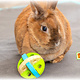 Trixie Balle de jeu et de collation en bois 8 cm pour rongeurs et lapins