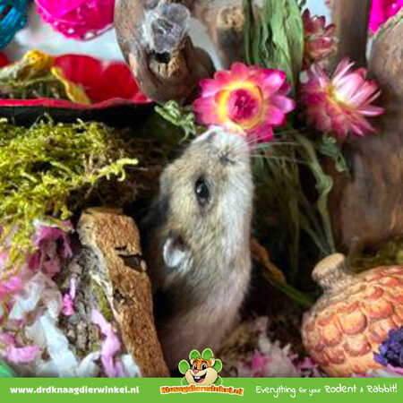 Knaagdier Kruidenier Getrocknete Strohblumen