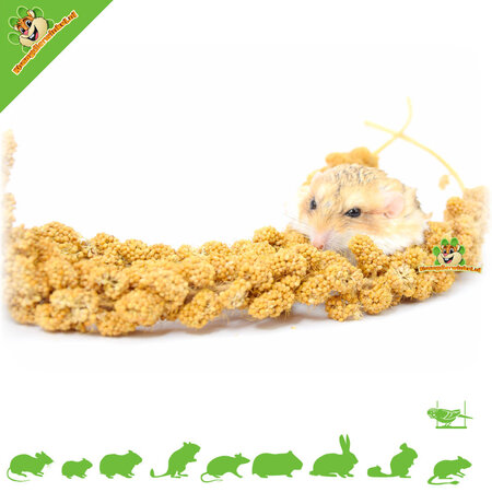 JR Farm Spray Millet Jaune pour Rongeurs & Oiseaux