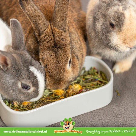 Trixie Langer Futternapf/Wassernapf aus Keramik, 22 cm