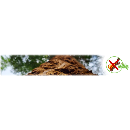 Forest Speeltoren 17 cm voor Dwerghamsters!