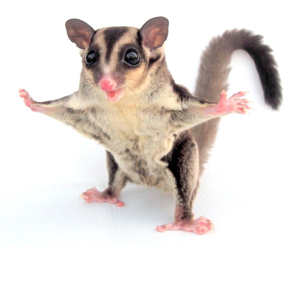 Sugar glider is een suikereekhoor - voeding verzroging en meer