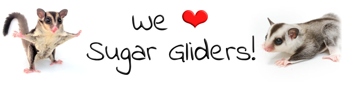Sugar Glider kopen – checklist en voorbereiding | DRD Knaagdierwinkel®