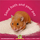 Mealberry Little One Chinchilla Bath Sand for Hamsters, Gerbils, Chinchillas and Degus