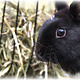 Trixie Hanging Metal Hay Rack 20 cm