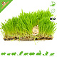 Knaagdierwinkel® Fresh Bio Grass Pasture