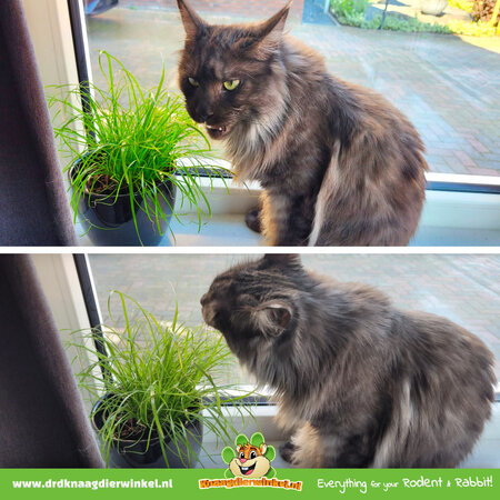 Knaagdier Kruidenier Verse BIO Kattengras Plant