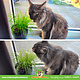 Knaagdier Kruidenier Planta de hierba fresca para gatos BIO