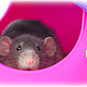 Savic ¡Sputnik XL morado/rosa de 29 cm para roedores!