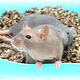 Trixie Ecktoilette 36 cm für Meerschweinchen, Ratten und Zwergkaninchen