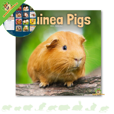 Guinea Pig Calendar 2025