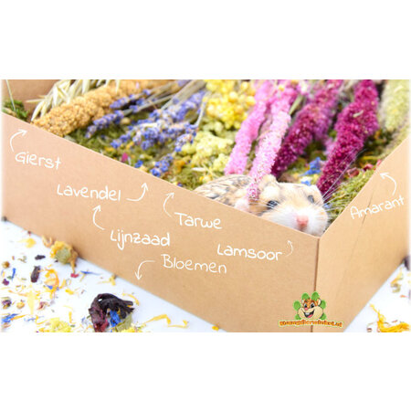 Knaagdier Kruidenier Sachet d'herbes aromatiques pour la récolte d'été – recherche de nourriture pour hamsters