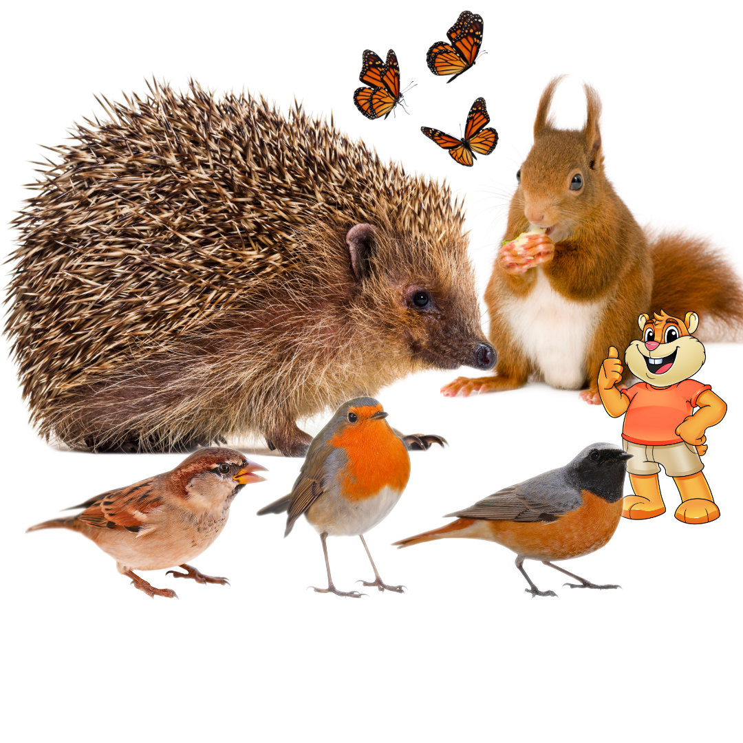 Jardin accueillant pour les animaux, avec fleurs, point d'eau et cachettes.