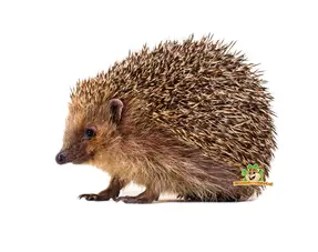 Igel