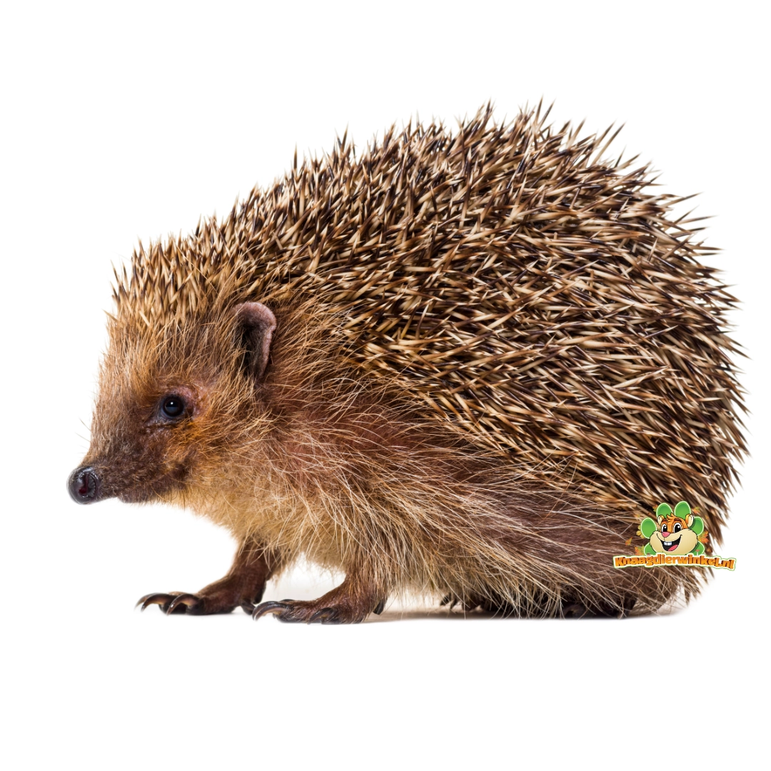 Boutique en ligne pour hérisson – nourriture et conseils pour hérisson