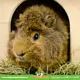 Elmato Meerschweinchen-Stationshaus-Rohling & Uhrkasten für Nagetiere!