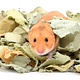 The Natural Pet Brand Card N Egg 20 litros