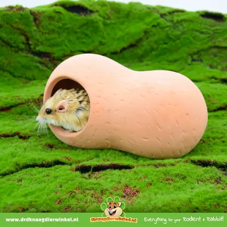Terracotta House 21 cm for Rodents!