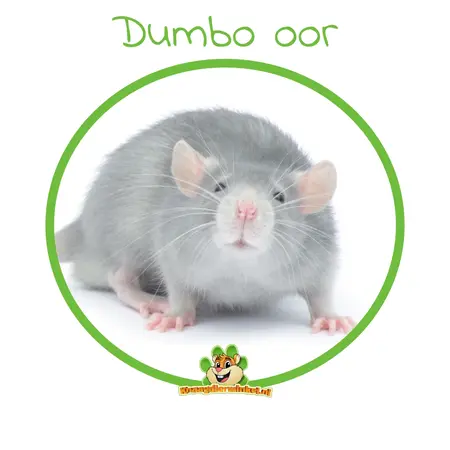 Rata domesticada