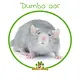 Tame Rat
